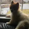 Roscoe - @roscoethepomaranian - TikTok