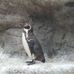 Ian Rowley - @rowley6260 - Instagram