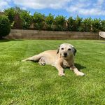 Ian Rylance - @rylanceian - Instagram