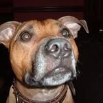 Ian Sedgwick - @looney_rhino - Instagram