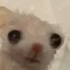 cookie<33333 - @ian.straw_berry - TikTok