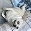 Ian Taffy - @ian.taffy - TikTok