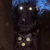 Ian trout - @ian.trout - TikTok