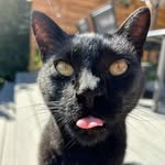 Ian Tyson - @ian.the.black.cat - Instagram