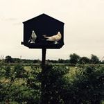 Ian Tyson - @tyson_ian - Instagram