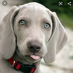 THOR - @thor.weimerian - Instagram