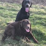 Ian Whitfield - @ian.whitfield10 - Instagram