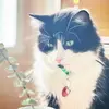 Iam.Wooster - @iam.wooster - TikTok