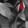 Ibolya Molnar - @ibolya.molnar93 - TikTok