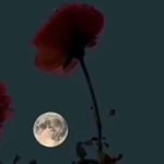 ibrahim_.ghanem - @ibrahim_.ghaneem - Instagram