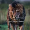 İbrahim_halil - @.ibrahim_halil - TikTok