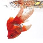 Ibrahim Samara - @ibrahimsamara5390 - Instagram