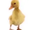 ｉｂｒａｈｉｍ - @ibrahim_sosa - TikTok