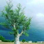 Ibrahim Tall - @ibrahim.tall.18062 - Instagram