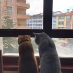 Ibrahim Tatar - @ibrahim_tatar_ - Instagram