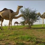 Ibrahim Wardouguo Barka - @ibrahimwardouguo - Instagram