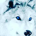 Ibrahim wolf - @ibrahimalmousa824 - Instagram