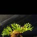 Pacman Platycerium Bali Id - Facebook