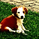 @ida.best.dog - Instagram