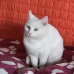 Ida Bianchi - @_ida.bianchi_ - Instagram