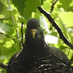 Ida - @birdswithida - Instagram