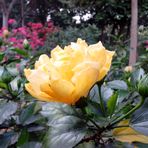 Ida Boros - Facebook