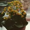Isida Karri - @isidacurry - TikTok