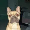 Honey🐶 - @ivadillard - TikTok