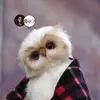dyeridabagt7 - @dyeridabagt7 - TikTok