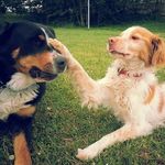 Hardy & Ida - @hardy_ida - Instagram