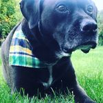 Cubby&Hurley - @cubbyandhurley_idaho_puppies - Instagram