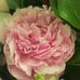 Ida Jacobs - Facebook