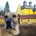 Ida Rakete - Dogge light - Facebook