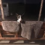 Ida McCall - @3zbullterriers - Instagram