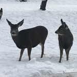 McCall Idaho - @mccallidaho - Instagram