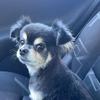 Chihuahua Welt - @idammeier - TikTok