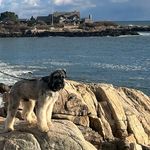 Ida Morrow - @mslfarms_kennel - Instagram