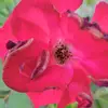 Ida New - @ida.new5 - TikTok