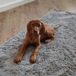 bieni_0209 - @ida_queen_of_vizsla - Instagram