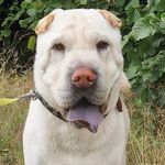 Manuela Bervar - @ida_und_louis_sharpei - Instagram