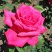 Ida Waldron - Facebook