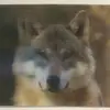 Ida_Wolf - @idawolf06 - TikTok