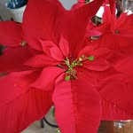 Idali Rodriguez - @idali.rodriguez.509 - Instagram