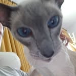 Idris Walker - @idris_the_cat_god - Instagram