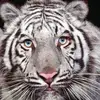 IdriS White - @idris.white0 - TikTok