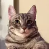 Idris Wright - @idristhecat - TikTok
