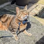 @life_of_morris_thetoothless - Instagram