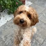 Morris | Australian Labradoodle - @doodle.life.of.morris - Instagram