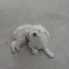 ifelolathomas - @ifelolathomas - TikTok