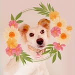 Luna 🐶🎀💟🌸🍭 - @luna_ignacia__ - Instagram